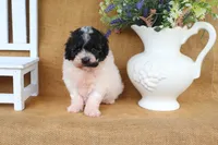 Elliot, a male Poodle - Miniature  for sale in Conway, AR – 5 of 7