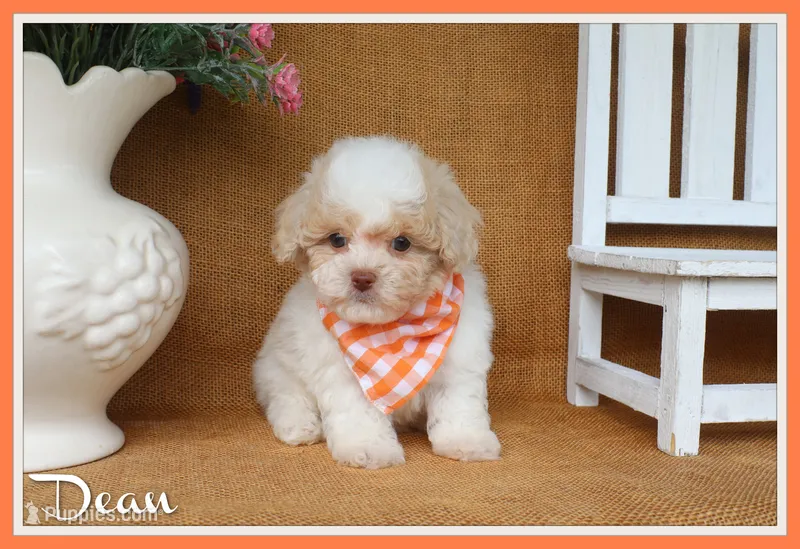 Dean – Poodle - Toy  puppy for sale in Conway, AR