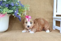 Harmony, a female Havanese for sale in Conway, AR – 4 of 6