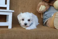 Micah, a male Maltese for sale in Conway, AR – 5 of 7