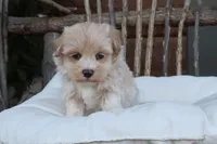 Xavier, a male Maltipoo for sale in Conway, AR – 6 of 8