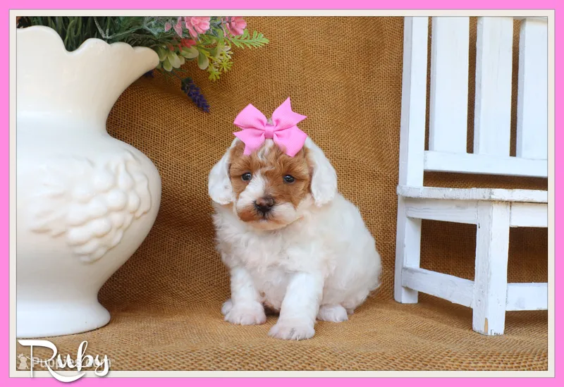 Ruby – Poodle - Miniature  puppy for sale in Conway, AR