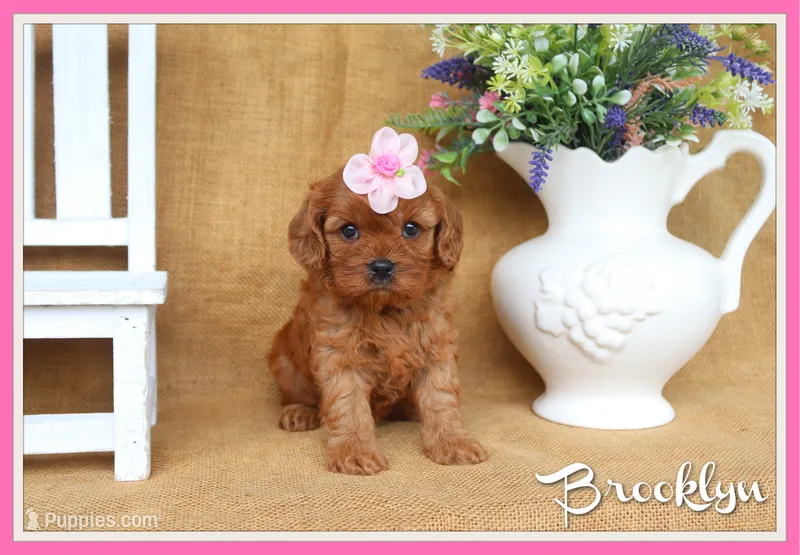 Brooklyn – Cavapoo puppy for sale in Conway, AR