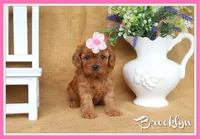 Brooklyn, a female Cavapoo for sale in Conway, AR – 1 of 5
