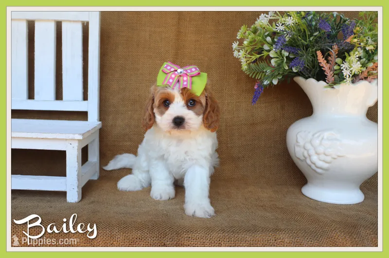 Bailey – Cavapoo puppy for sale in Conway, AR