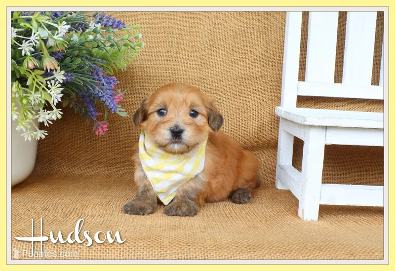 Hudson – Havanese puppy for sale in Conway, AR