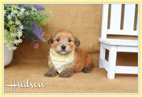 Hudson, a male Havanese for sale in Conway, AR – 1 of 5