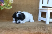 Oscar, a male Cavapoo for sale in Conway, AR – 5 of 5