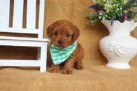 Brody, a male Cavapoo for sale in Conway, AR – 3 of 5