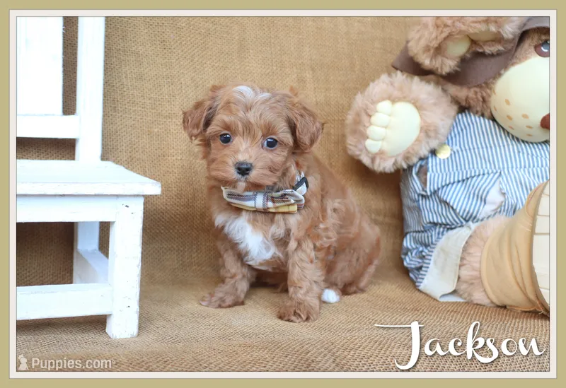 Jackson – Maltipoo puppy for sale in Conway, AR