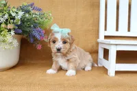 Haven, a female Havanese for sale in Conway, AR – 6 of 7