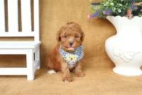 Wyatt, a male Poodle - Toy  for sale in Conway, AR – 4 of 5