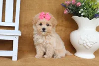 Jasmine, a female Poochon for sale in Conway, AR – 4 of 5