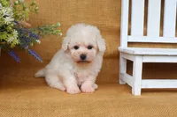 Beau, a male Bichon Frise for sale in Conway, AR – 5 of 6