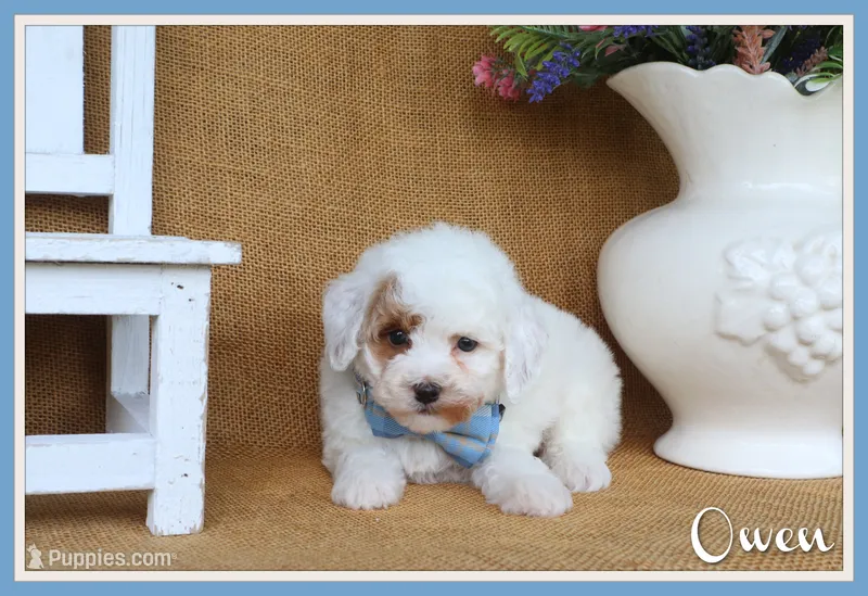 Owen – Poodle - Miniature  puppy for sale in Conway, AR