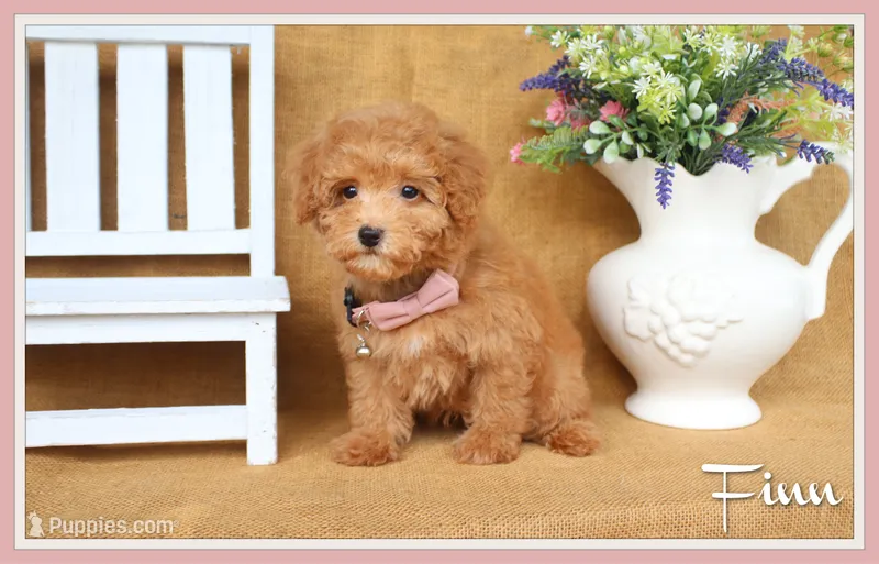 Finn – Poodle - Toy  puppy for sale in Conway, AR