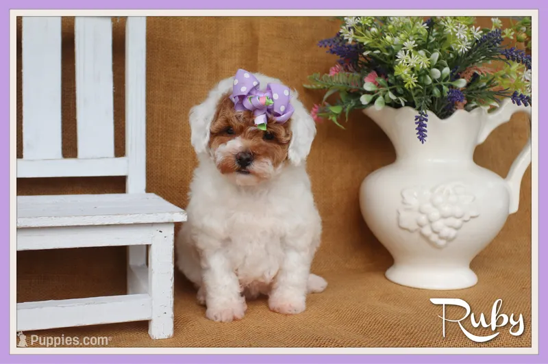 Ruby – Poodle - Miniature  puppy for sale in Conway, AR