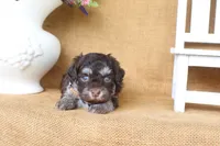 Wesley, a male Havanese for sale in Conway, AR – 4 of 4
