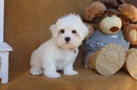 Mason, a male Maltese for sale in Conway, AR – 4 of 5