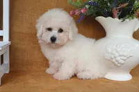 Beau, a male Bichon Frise for sale in Conway, AR – 2 of 8