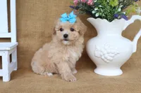 June, a female Poochon for sale in Conway, AR – 2 of 5