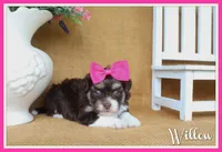 Willow, a female Havanese for sale in Conway, AR – 1 of 4
