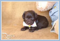 River, a male Yorkipoo for sale in Conway, AR – 1 of 5