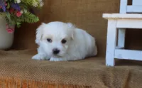 Mason, a male Maltese for sale in Conway, AR – 3 of 6