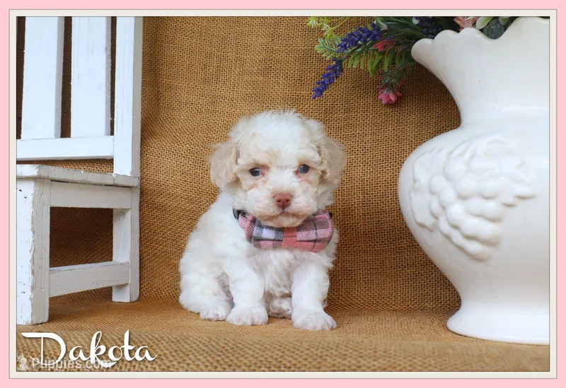 Dakota – Poodle - Toy  puppy for sale in Conway, AR