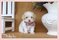 Dakota, a male Poodle - Toy  for sale in Conway, AR – 1 of 4