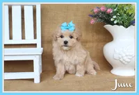 June, a female Poochon for sale in Conway, AR – 1 of 5