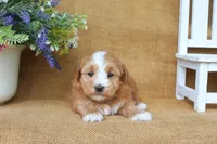 Harmony, a female Havanese for sale in Conway, AR – 6 of 6