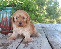 Cash, a male Cavapoo for sale in Conway, AR – 2 of 7