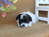 Oscar, a male Cavapoo for sale in Conway, AR – 2 of 5