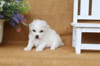 Ava, a female Bichon Frise for sale in Conway, AR – 4 of 6
