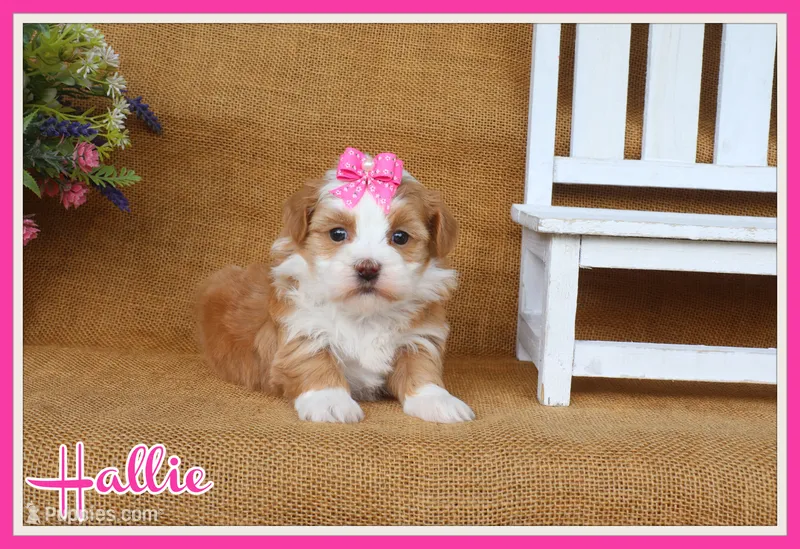 Hallie – Havanese puppy for sale in Conway, AR
