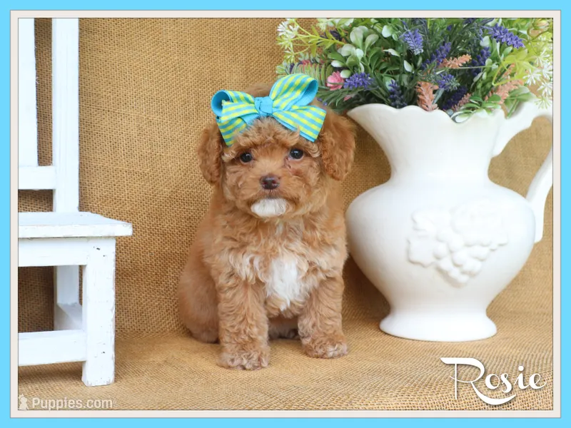 Rosie – Cavapoo puppy for sale in Conway, AR