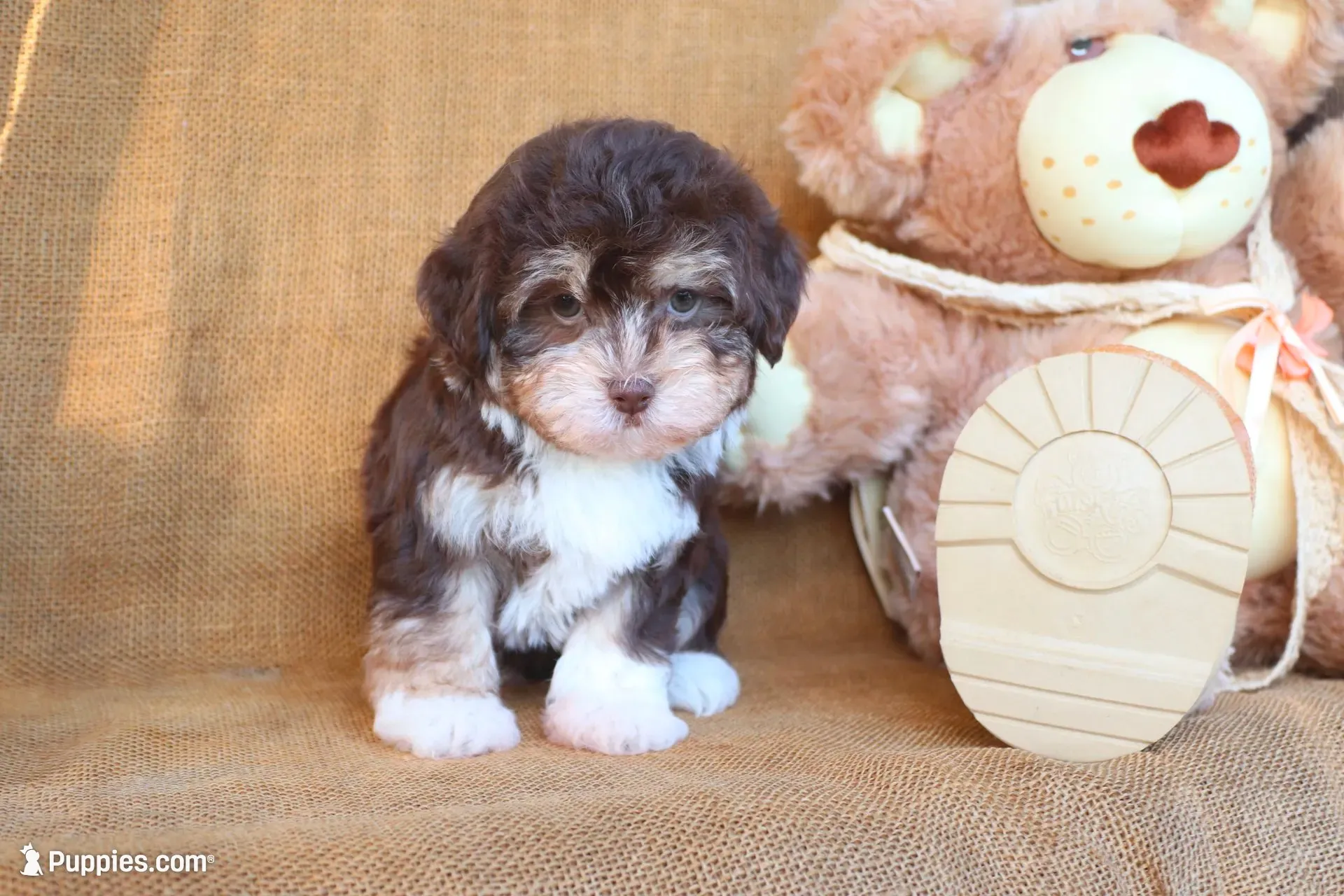 Kylie, a female Havanese for sale in Conway, AR – 4 of 7