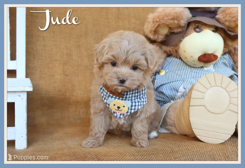 Jude – Maltipoo puppy for sale in Conway, AR