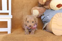 Jude, a male Maltipoo for sale in Conway, AR – 3 of 4