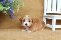 Hannah, a female Havanese for sale in Conway, AR – 3 of 6