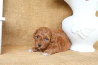 Millie, a female Maltipoo for sale in Conway, AR – 3 of 7