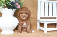 William, a male Poodle - Toy  for sale in Conway, AR – 2 of 5