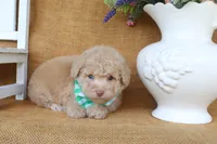 Dawson, a male Poodle - Toy  for sale in Conway, AR – 5 of 5