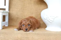 Millie, a female Maltipoo for sale in Conway, AR – 5 of 7