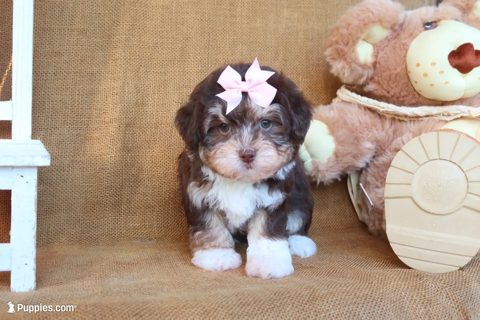 Kylie, a female Havanese for sale in Conway, AR – 5 of 7