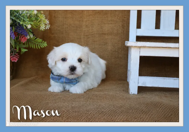 Mason – Maltese puppy for sale in Conway, AR