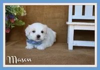 Mason, a male Maltese for sale in Conway, AR – 1 of 6