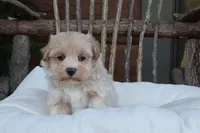 Xavier, a male Maltipoo for sale in Conway, AR – 8 of 8