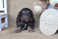 Cooper, a male Cockapoo for sale in Conway, AR – 3 of 4